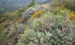 Dendromecon harfordii