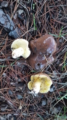 Suillus quiescens