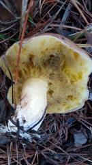 Suillus quiescens