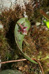 Pleurothallis lilijae