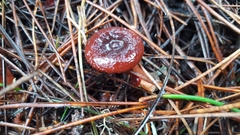 Lactarius atrobadius