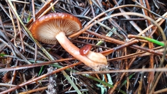 Lactarius atrobadius