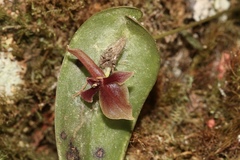 Pleurothallis lilijae