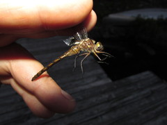 Neurocordulia yamaskanensis