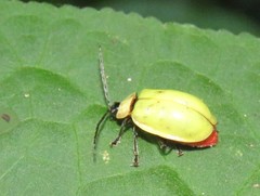 Asphaera pallida