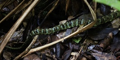 Bothrops pulcher