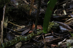 Bothrops pulcher