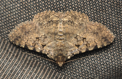 Polydesma boarmoides