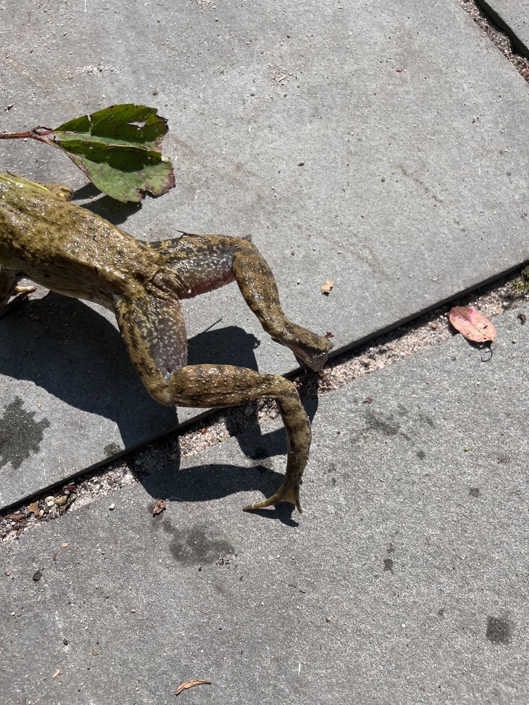 American Bullfrog from Spray Rock Rd, Westerly, RI, US on July 25, 2023 ...
