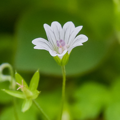 Geranium wakkerstroomianum