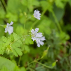 Geranium wakkerstroomianum