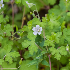 Geranium wakkerstroomianum