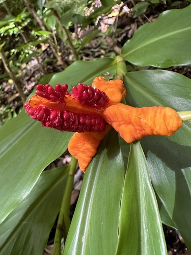 Cream garland-lily (Hedychium flavescens)
