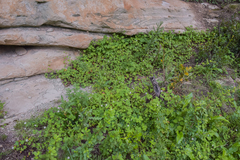 Geranium wakkerstroomianum