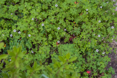 Geranium wakkerstroomianum