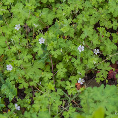 Geranium wakkerstroomianum