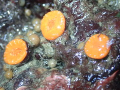 Balanophyllia elegans