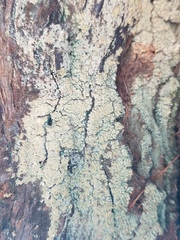 Fulgidea sierrae