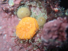 Balanophyllia elegans