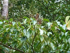 Trochodendron aralioides