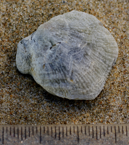 Representative image of Monia