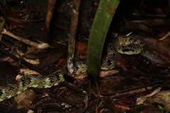 Bothrops pulcher