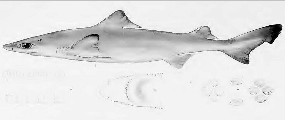 Dwarf Gulper Shark