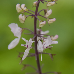 Plectranthus grallatus