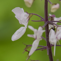 Plectranthus grallatus