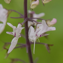 Plectranthus grallatus