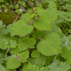 Plectranthus grallatus