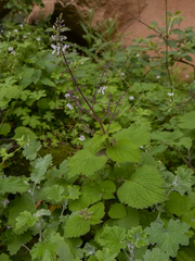 Plectranthus grallatus