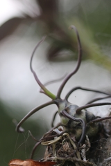 Tillandsia bulbosa