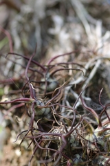 Tillandsia bulbosa