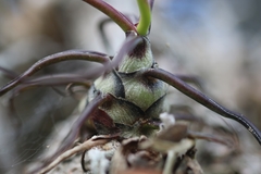 Tillandsia bulbosa