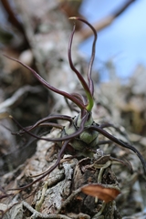 Tillandsia bulbosa