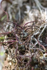 Tillandsia bulbosa