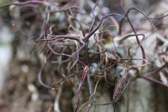 Tillandsia bulbosa