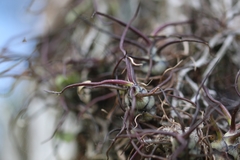 Tillandsia bulbosa