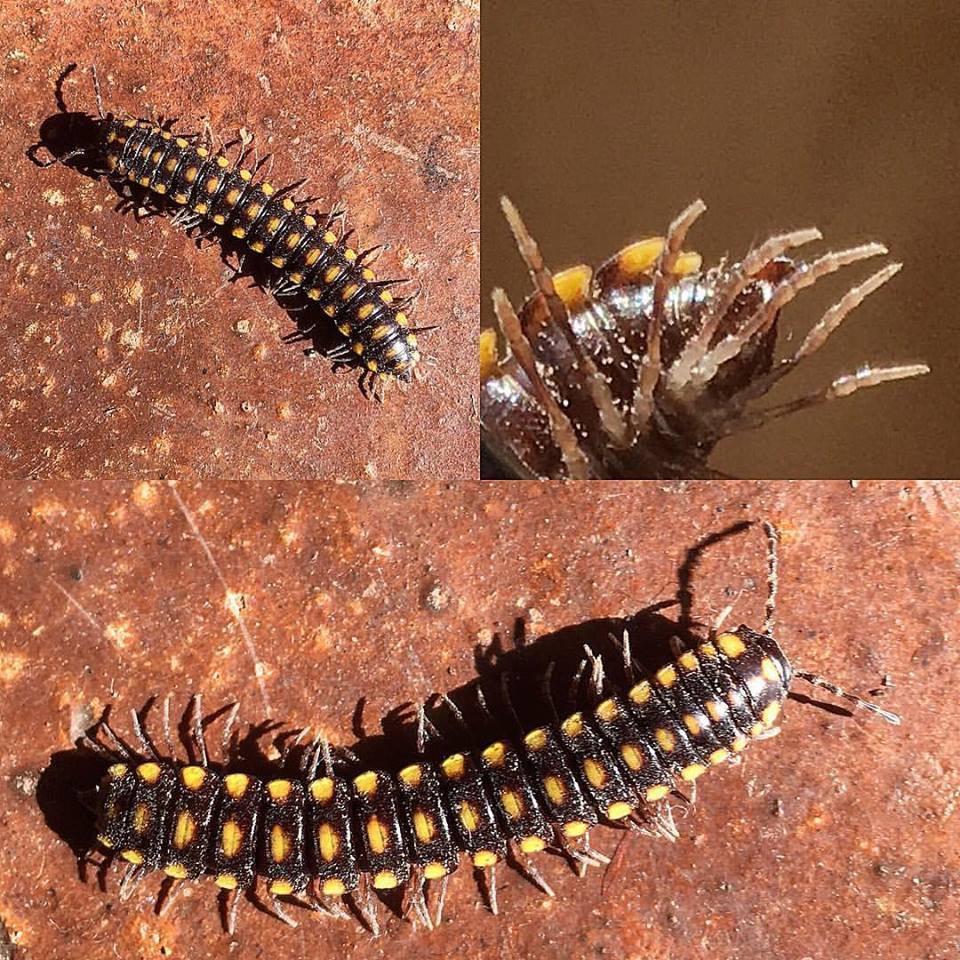 Melaphinae