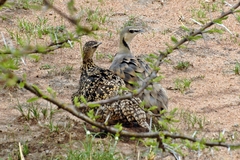 Pterocles gutturalis