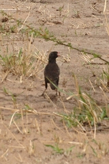 Bubalornis niger
