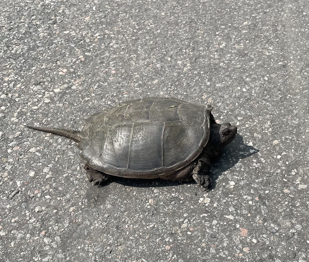 Common Snapping Turtle from N Bay Lake Rd, Perry, ON, CA on July 25