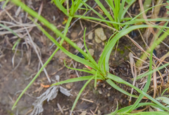 Cyperus sphaerocephalus