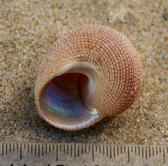 Maurea punctulata
