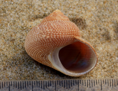 Maurea punctulata