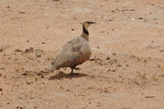 Pterocles gutturalis