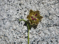 Fritillaria pinetorum