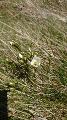 Gentianella muelleriana
