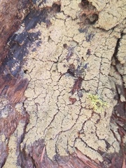 Fulgidea sierrae
